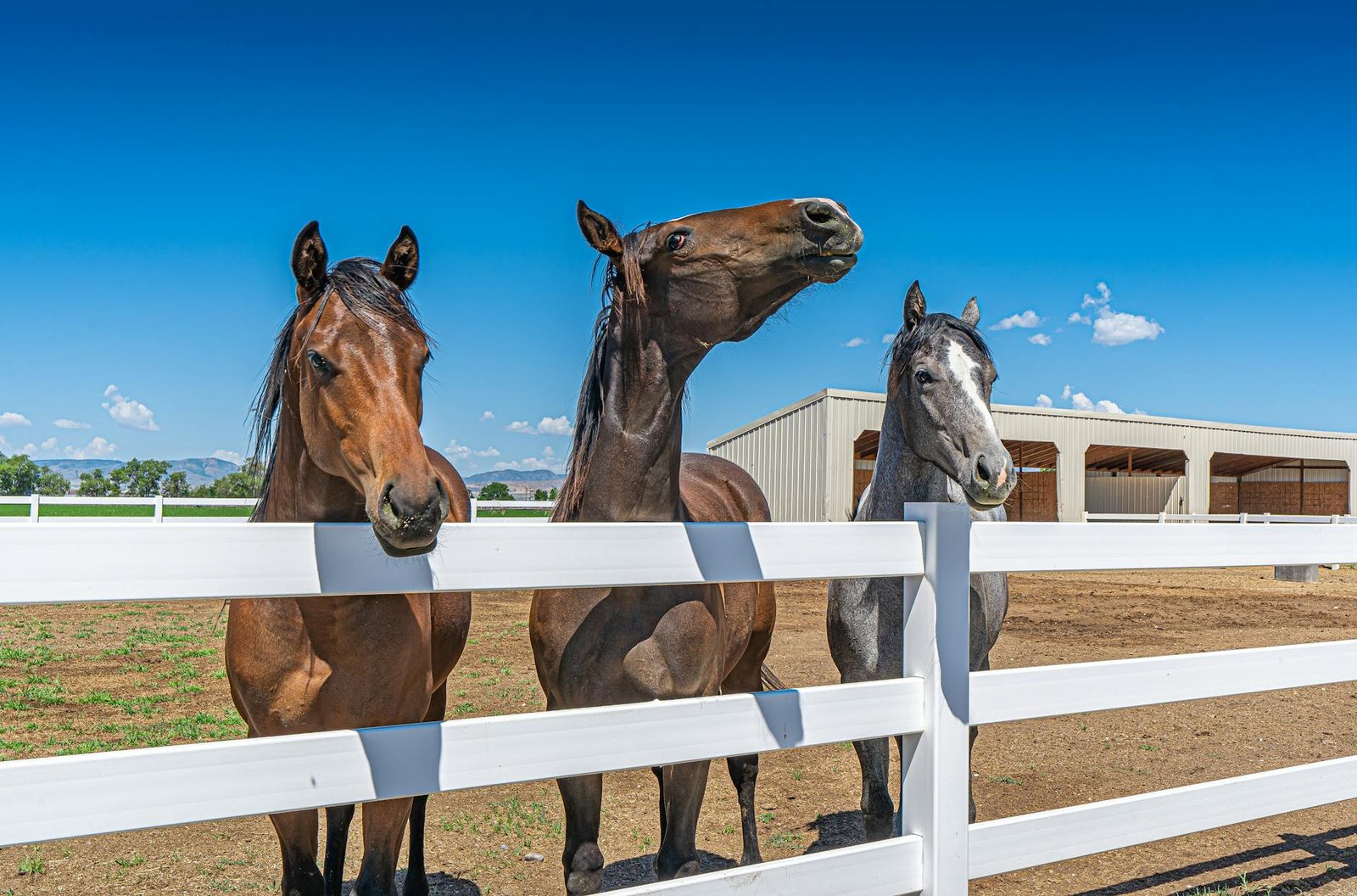 McCoy's Roofing and Renovation offers horse and cattle fence installation in Wichita Falls and across North Texas